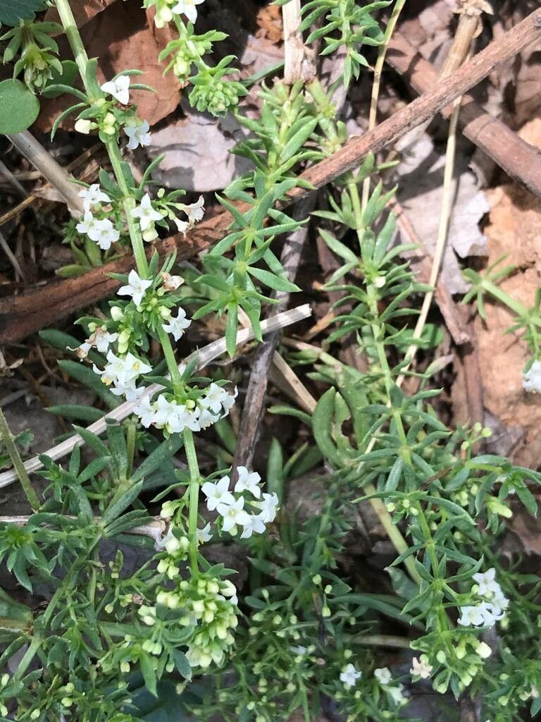Galium humifusum other