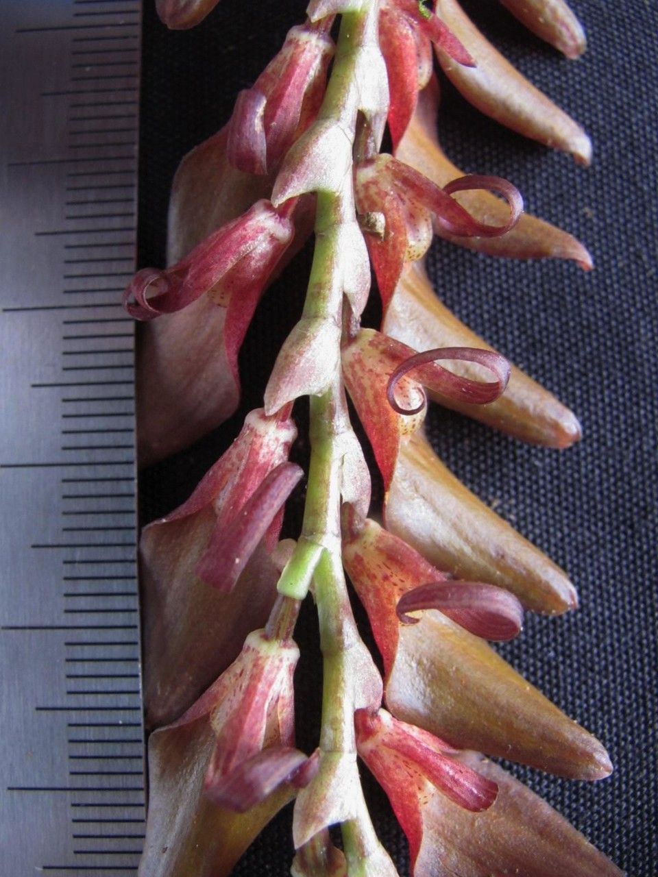 Stelis gigantea — houseplant care guide