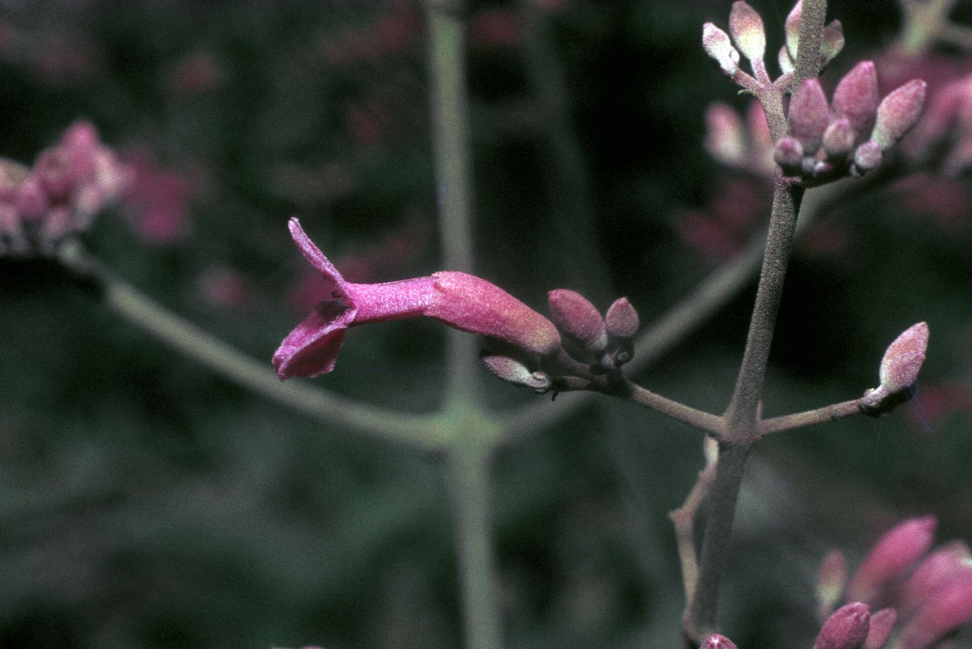 Fridericia fanshawei flower