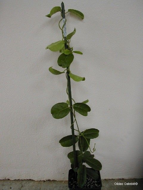 Marsdenia nigriflora habit