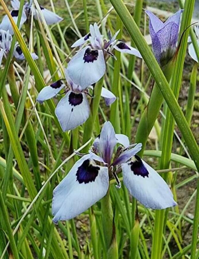 Moraea aristata — related species from the same genus