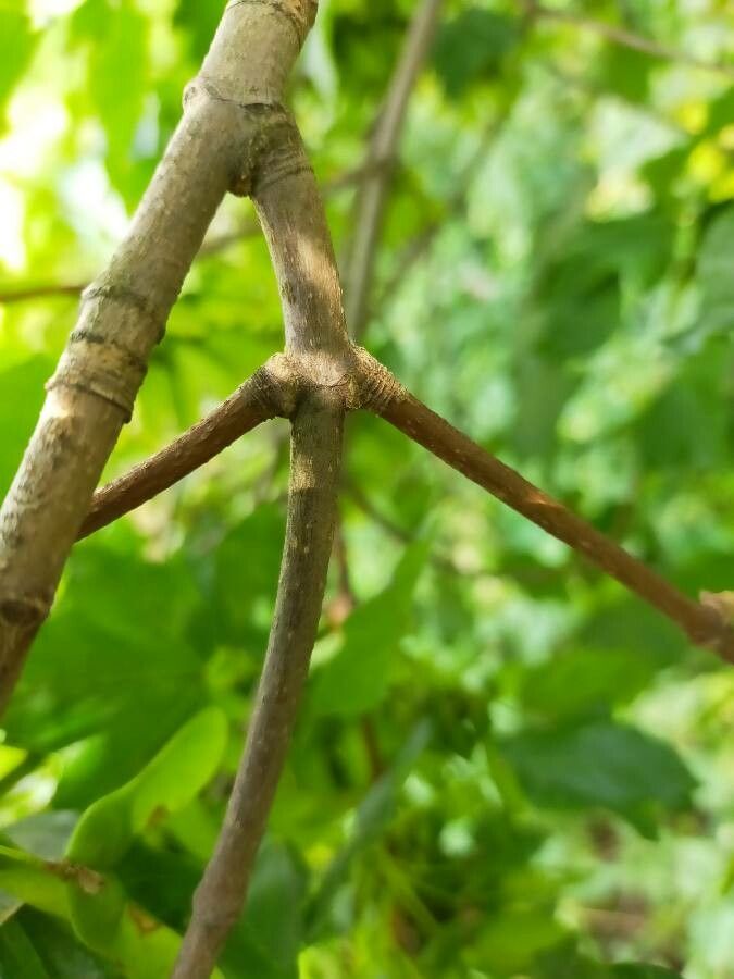 Acer barbinerve bark