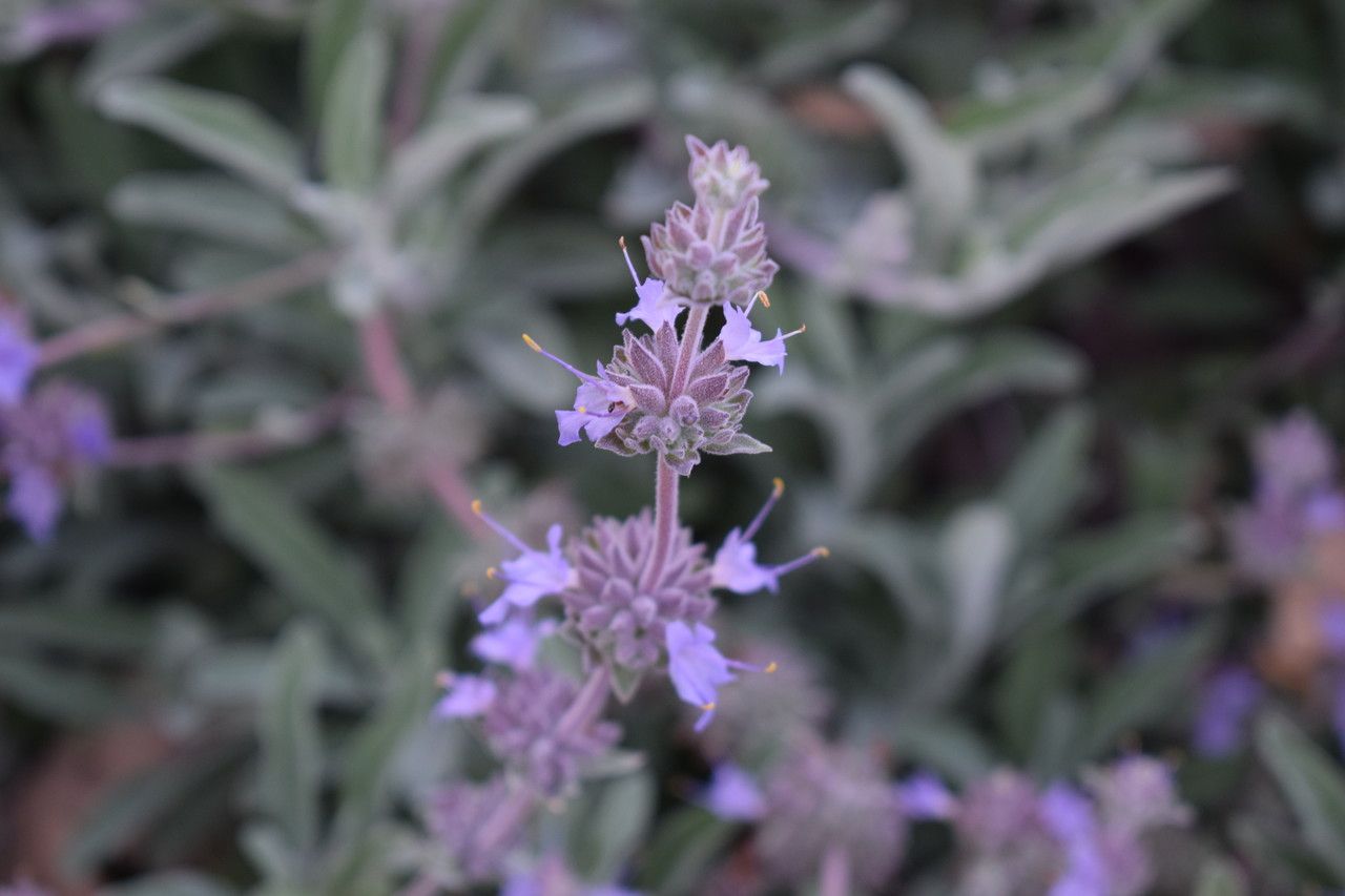 Salvia leucophylla flower
