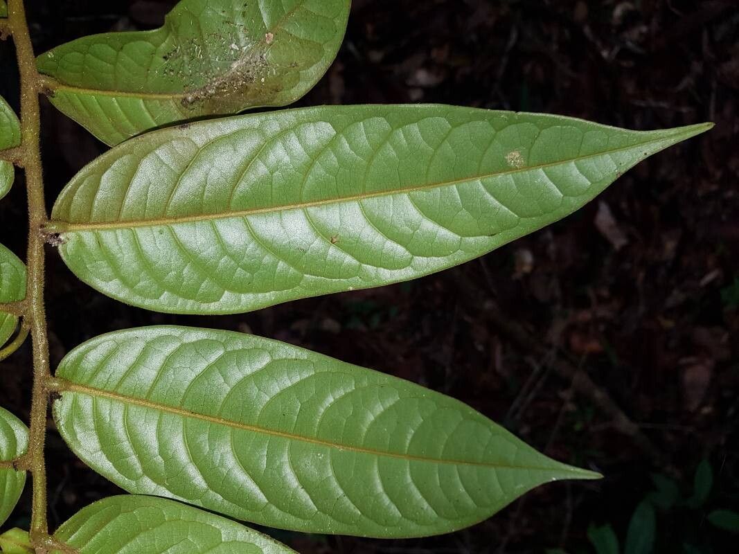 Guatteria pudica — houseplant care guide