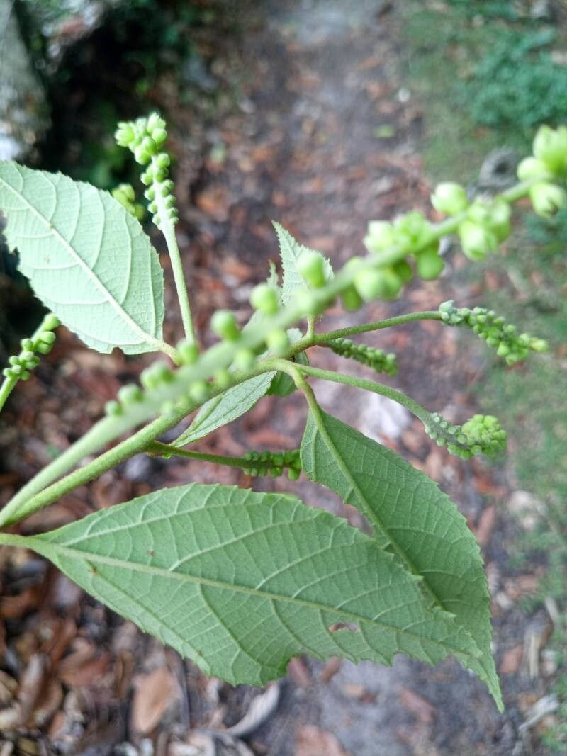 Gouania striata leaf