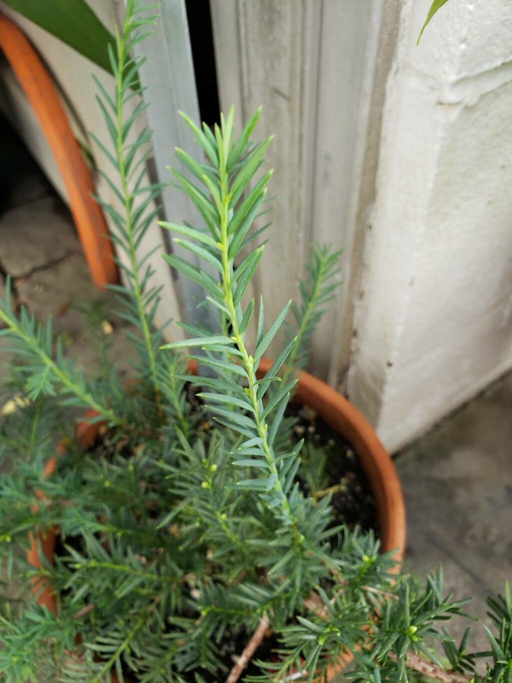 Taxus globosa — search result for 'Taxus'