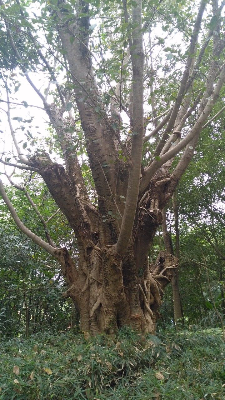 Ficus hookeriana habit