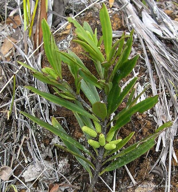 Podocarpus longifoliolatus habit