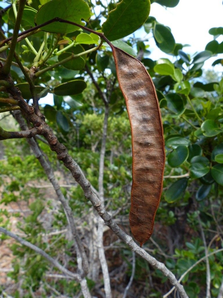 Cassia artensis fruit
