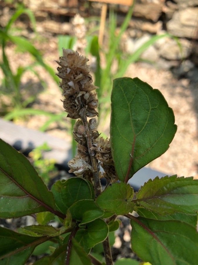 Pogostemon cablin flower