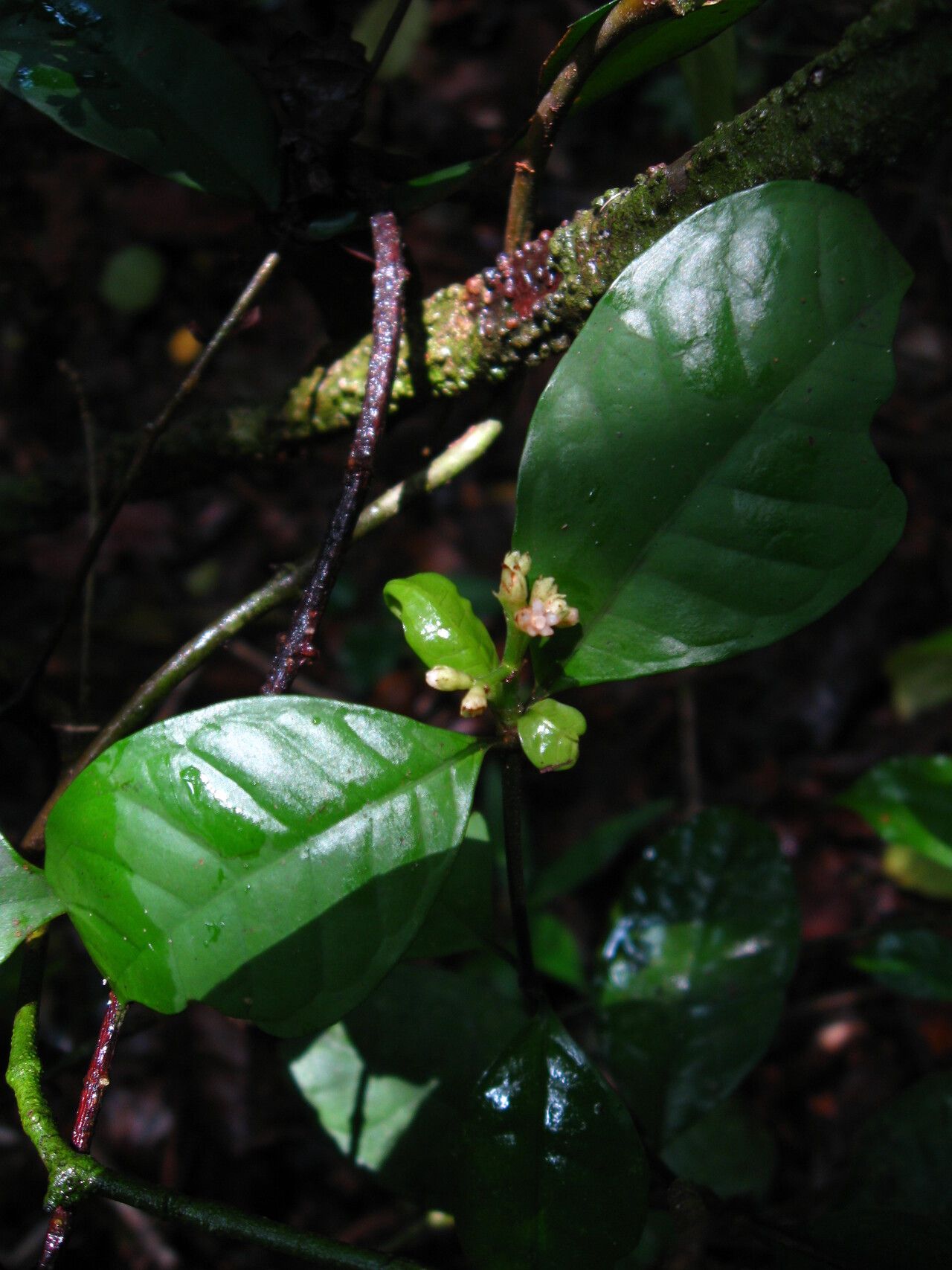 Psychotria brieyi habit