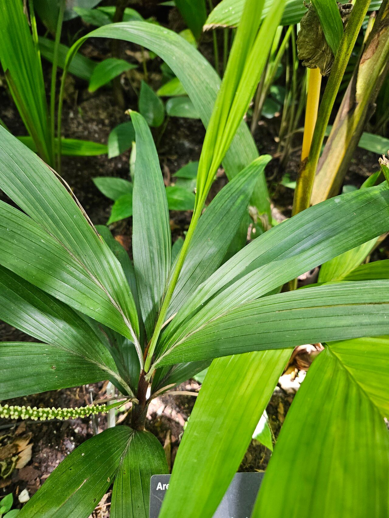 Dypsis minuta — search result for 'Dypsis'