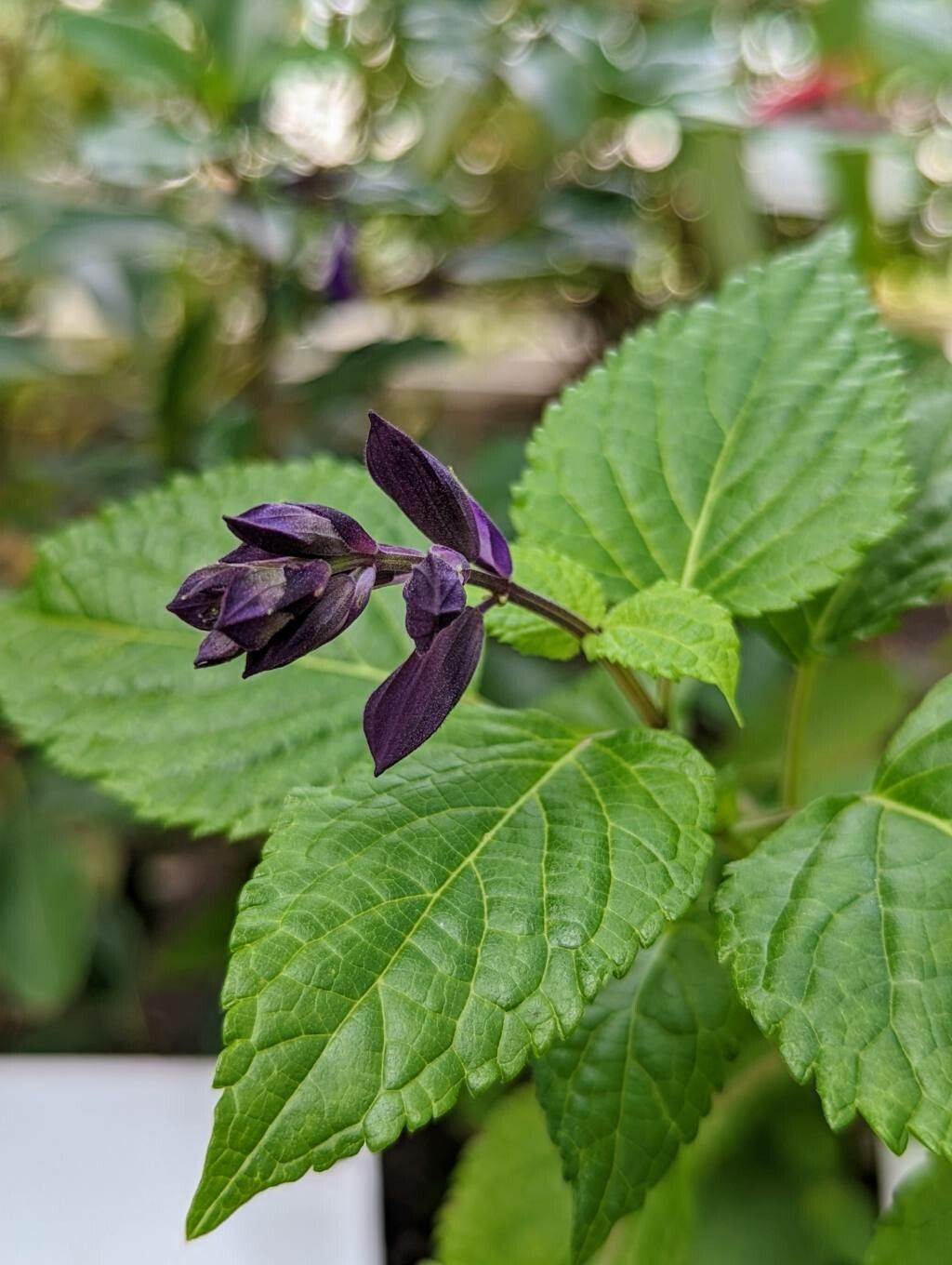 Salvia glabrescens other