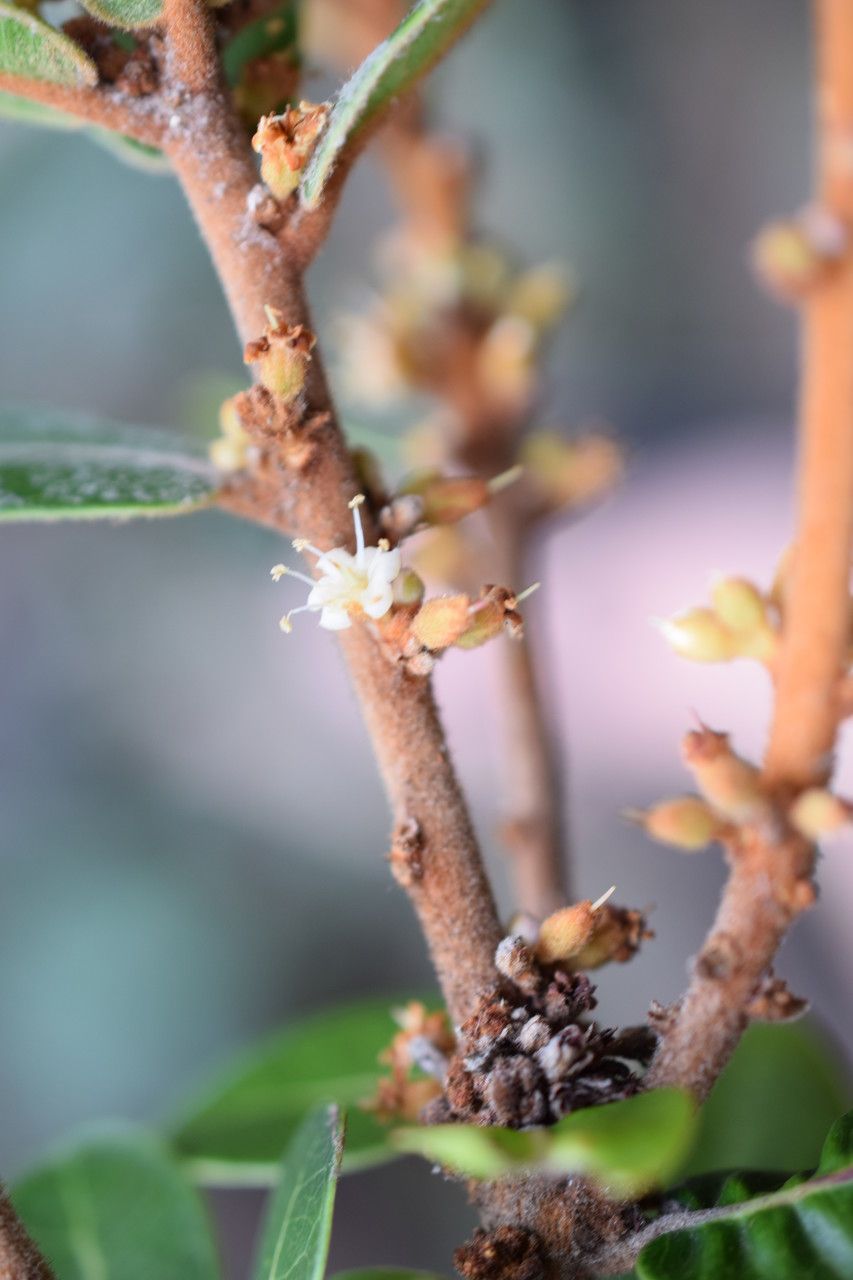 Pycnandra francii bark