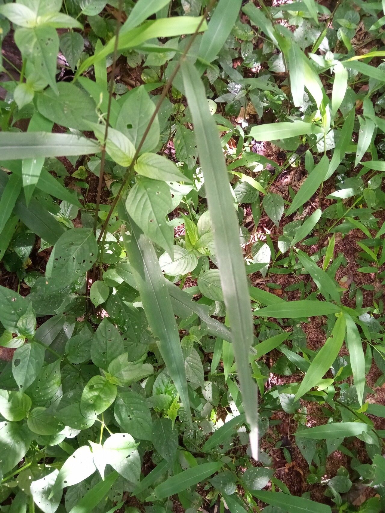 Setaria vatkeana — search result for 'Setaria'