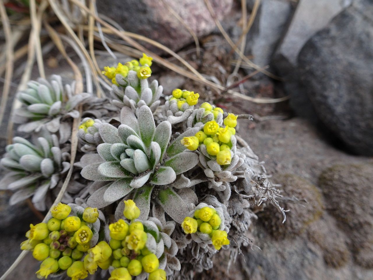 Draba nivicola flower