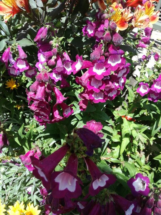 Penstemon hartwegii bark