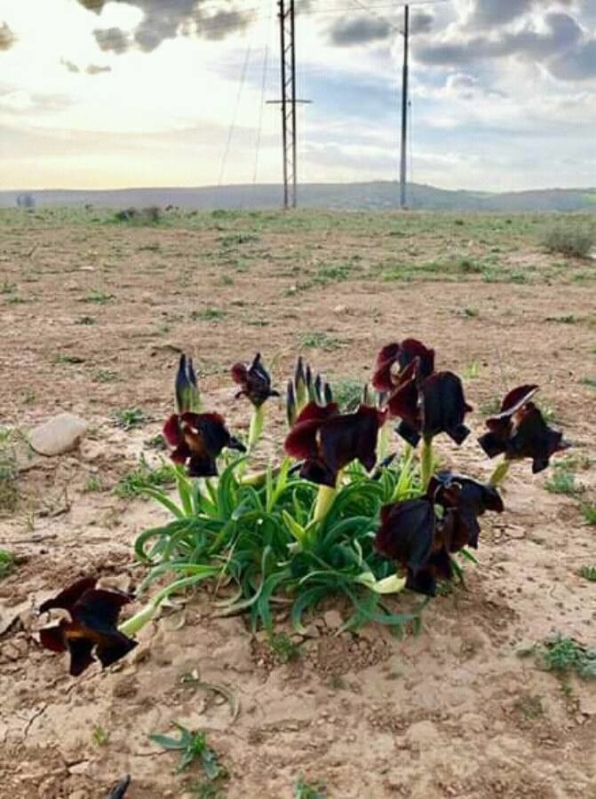 Iris nigricans — search result for 'Jordan'