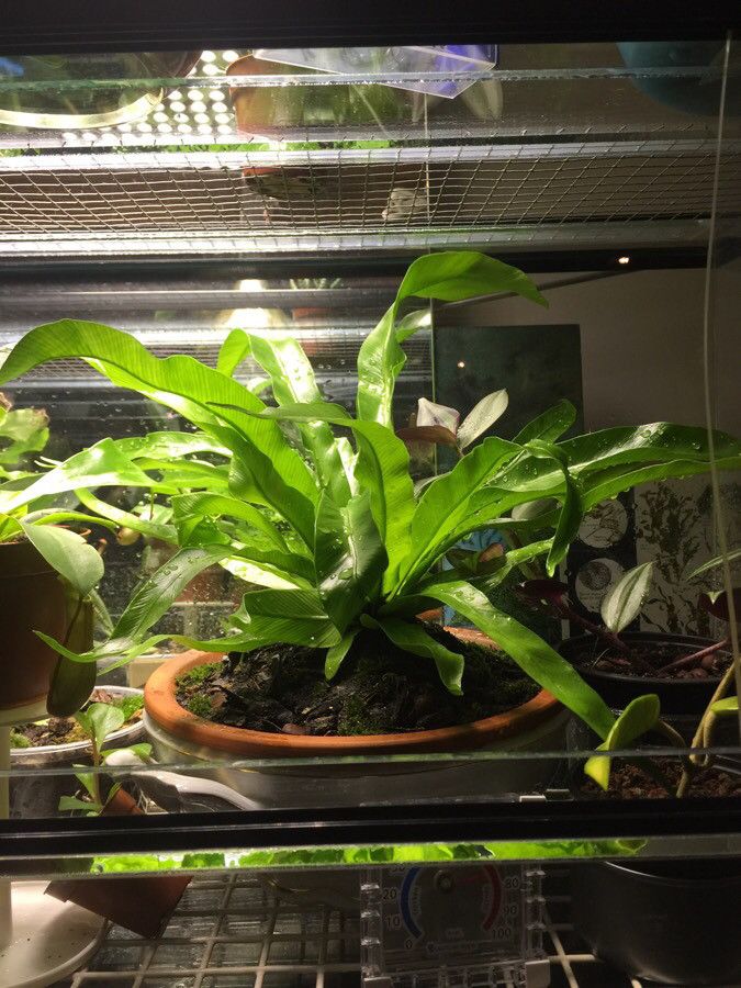 Asplenium antiquum habit