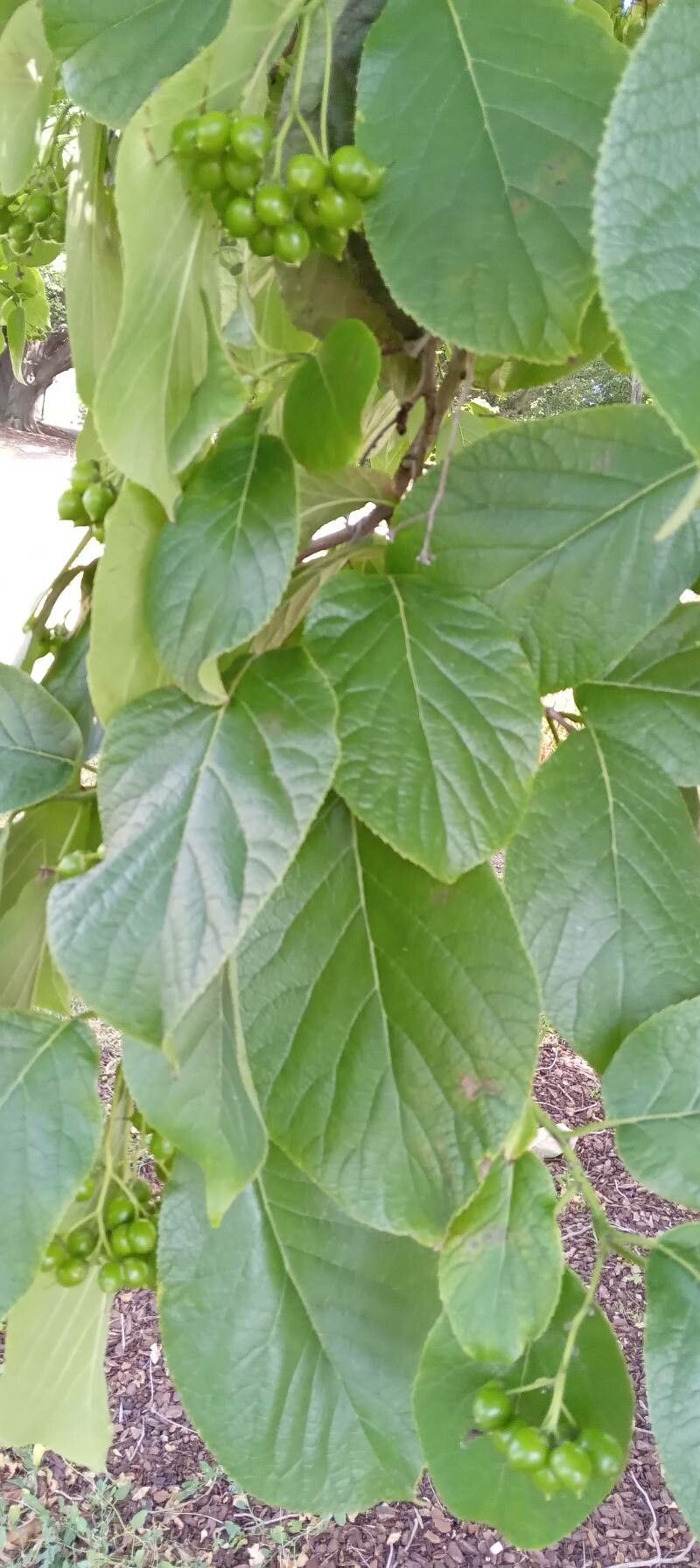 Ehretia dicksonii leaf