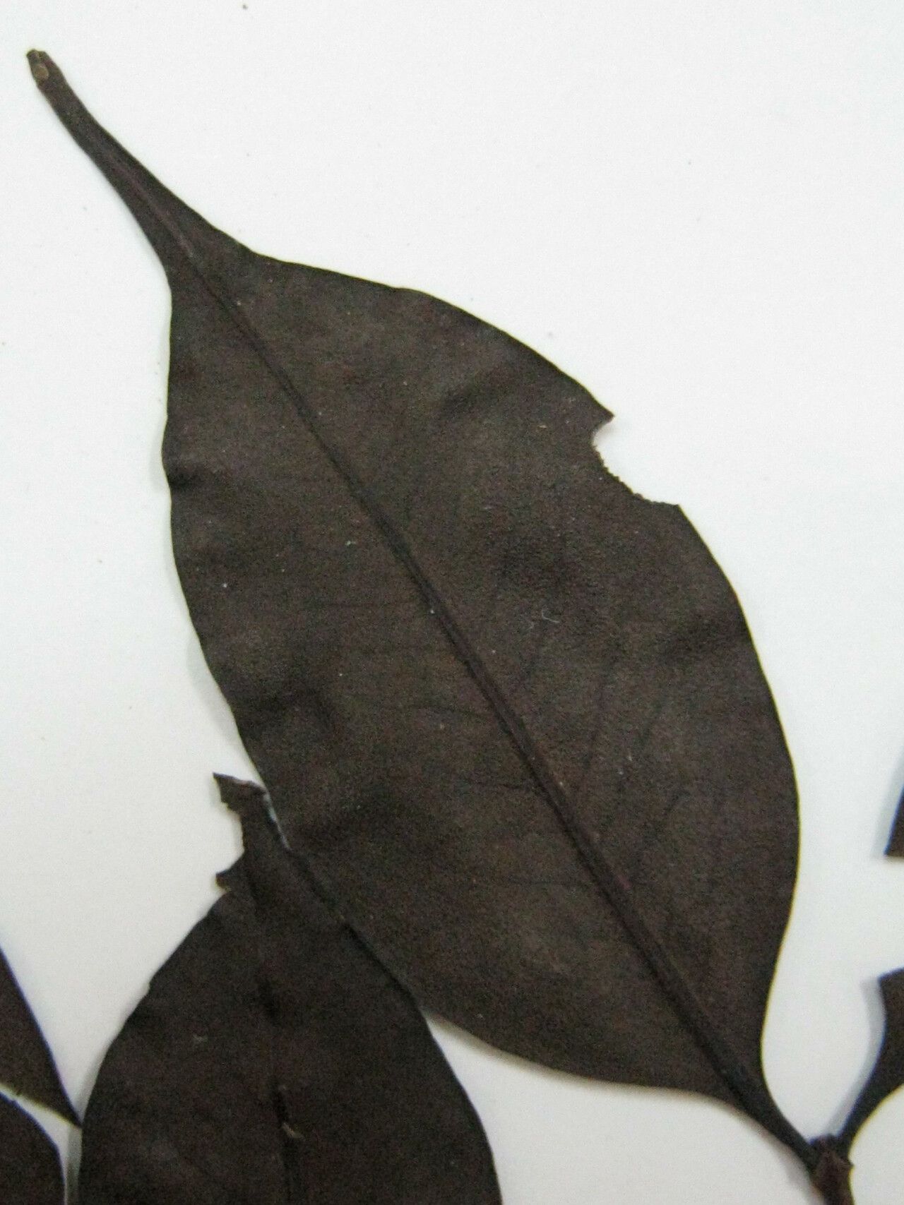 Mouriri angulicosta other