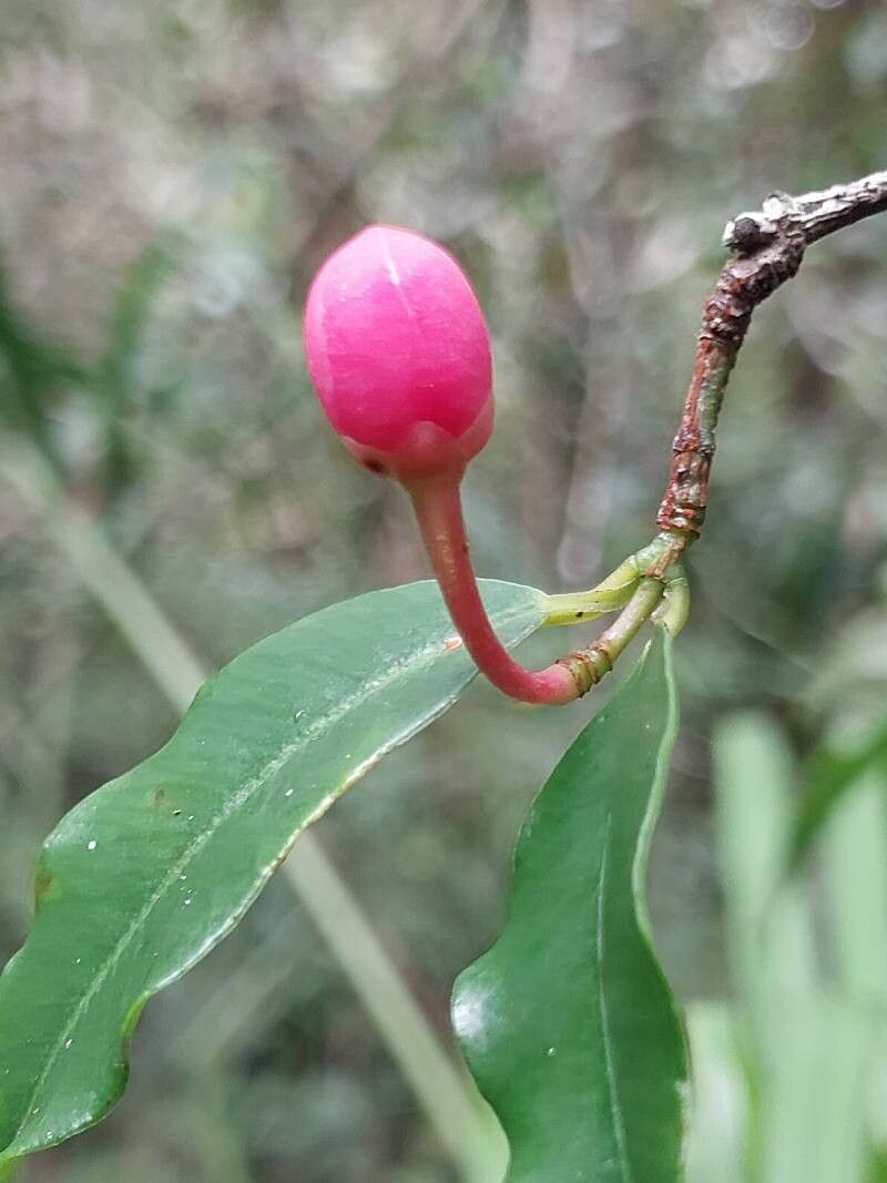 Symphonia pauciflora flower