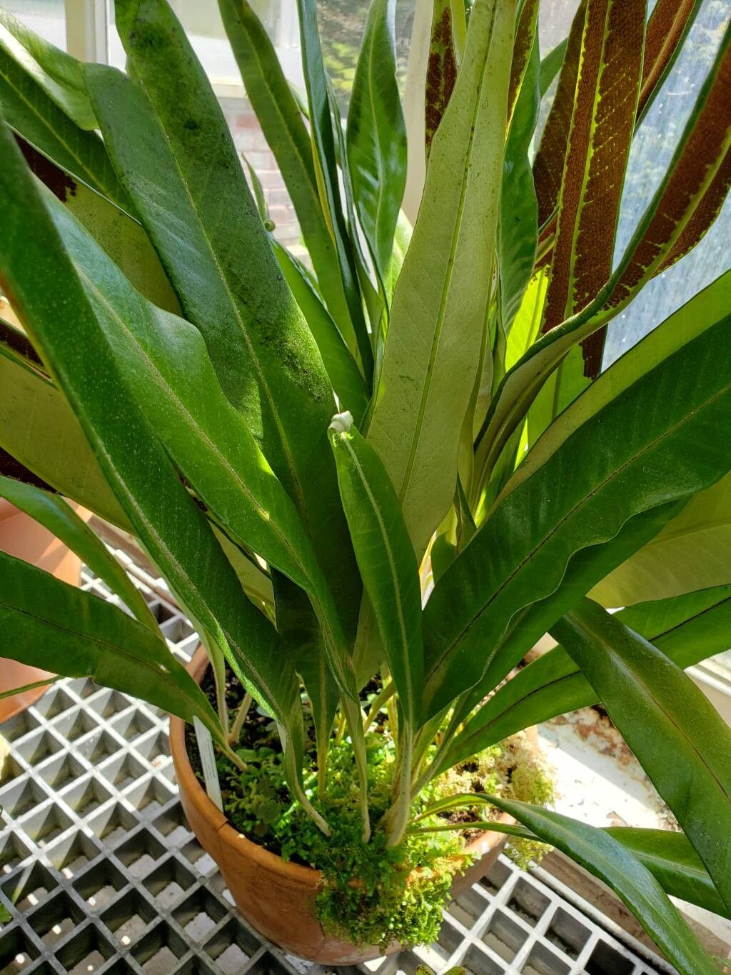Pyrrosia subfurfuracea — houseplant care guide