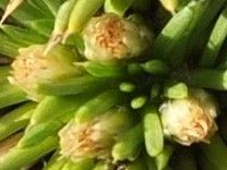 Novenia acaulis flower