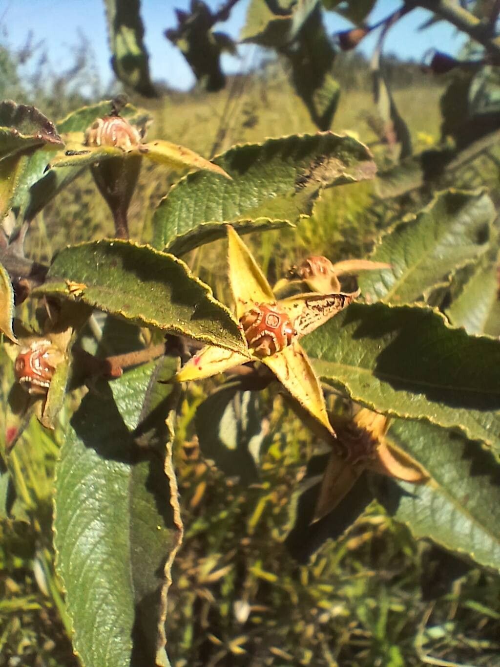 Ludwigia tomentosa leaf