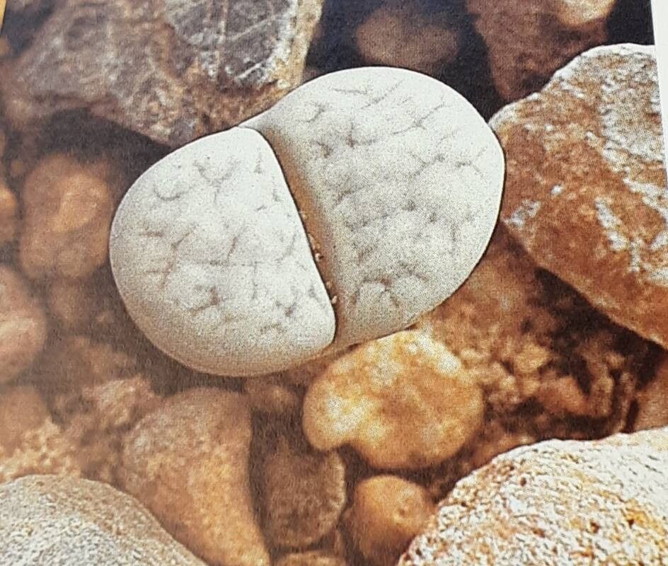 Lithops bella leaf