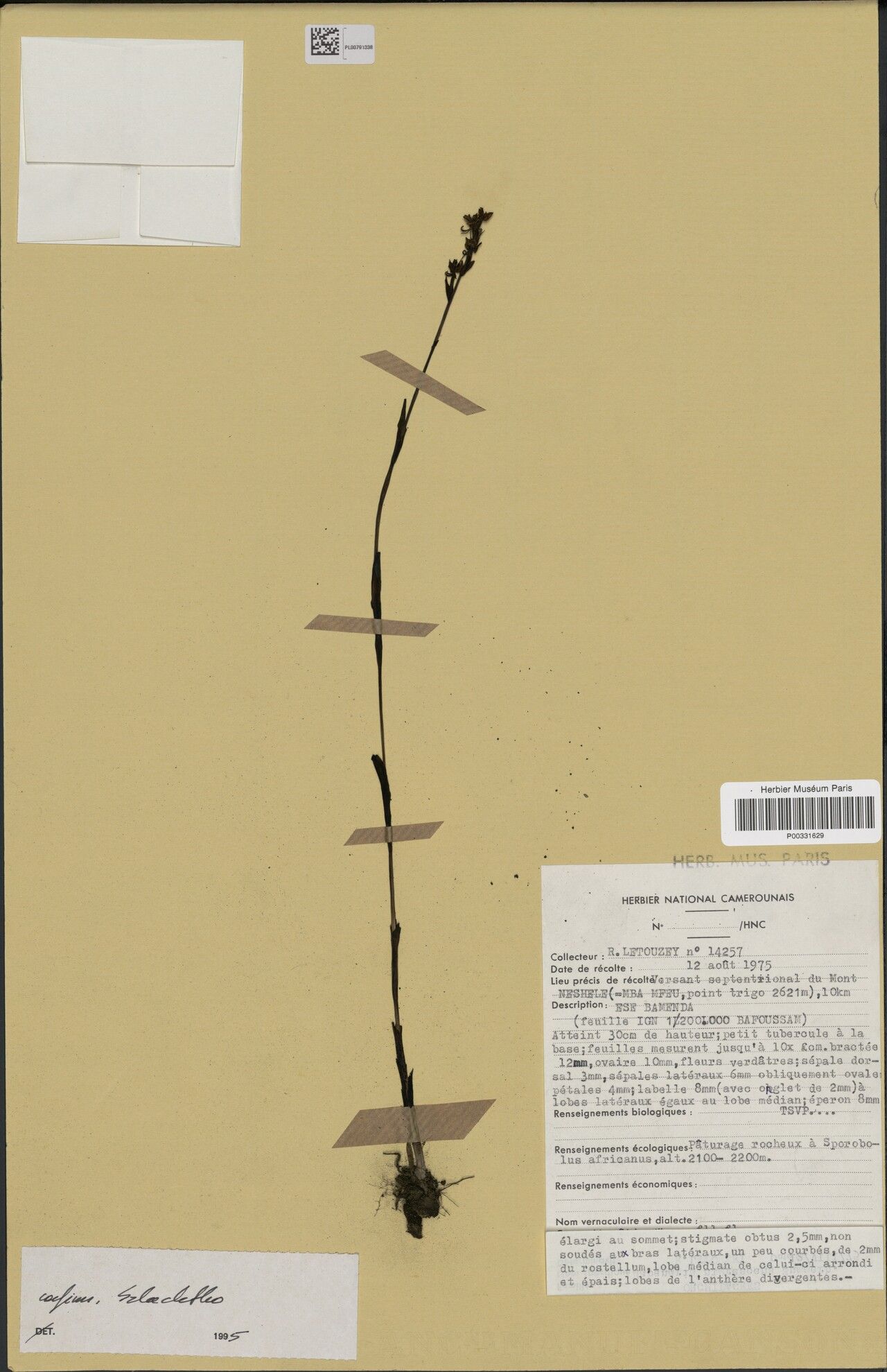 Habenaria nigrescens — houseplant care guide