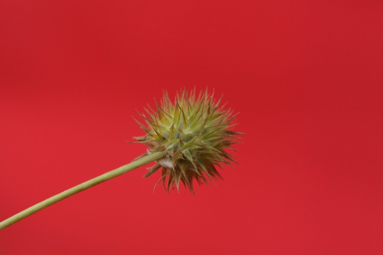 Trifolium leucanthum flower