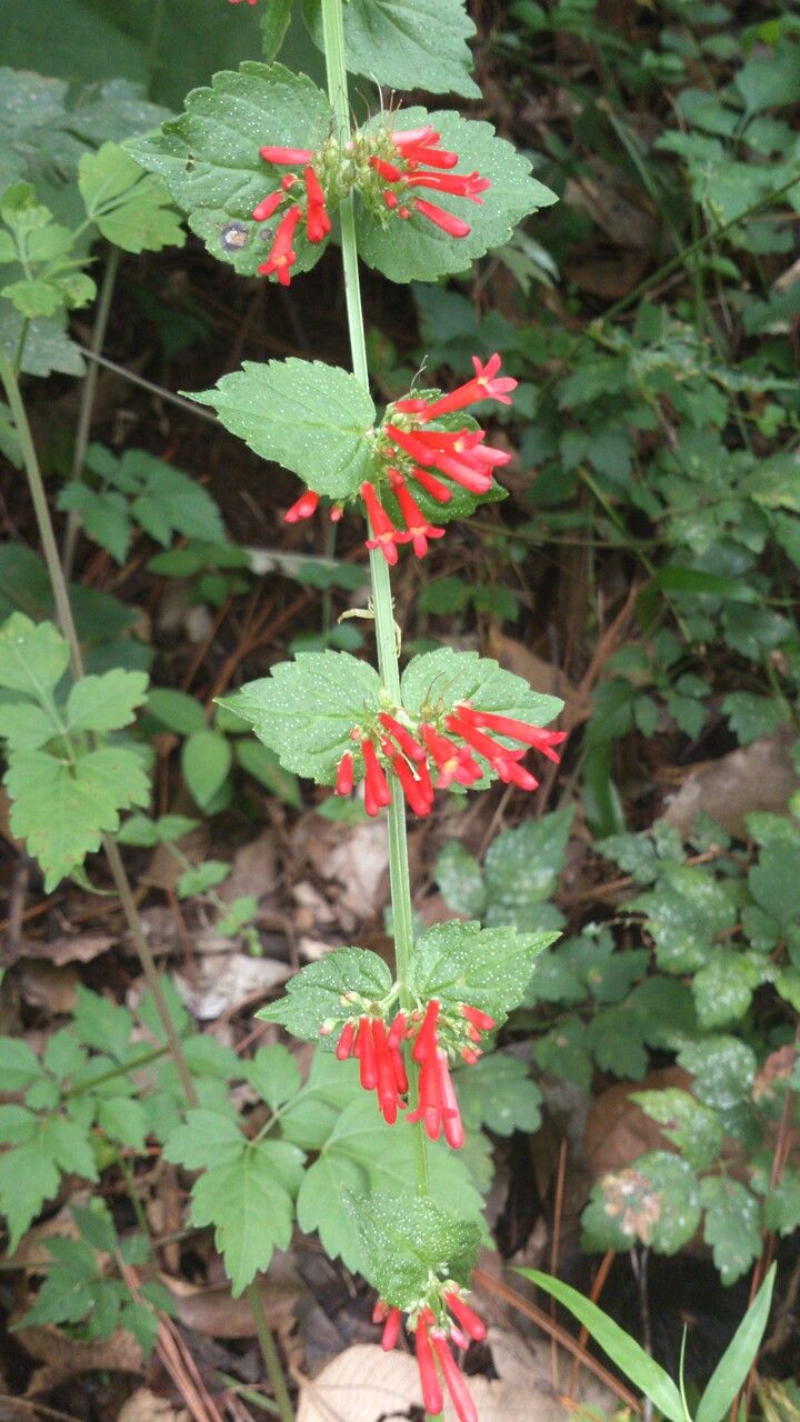 Russelia coccinea — related species from the same genus