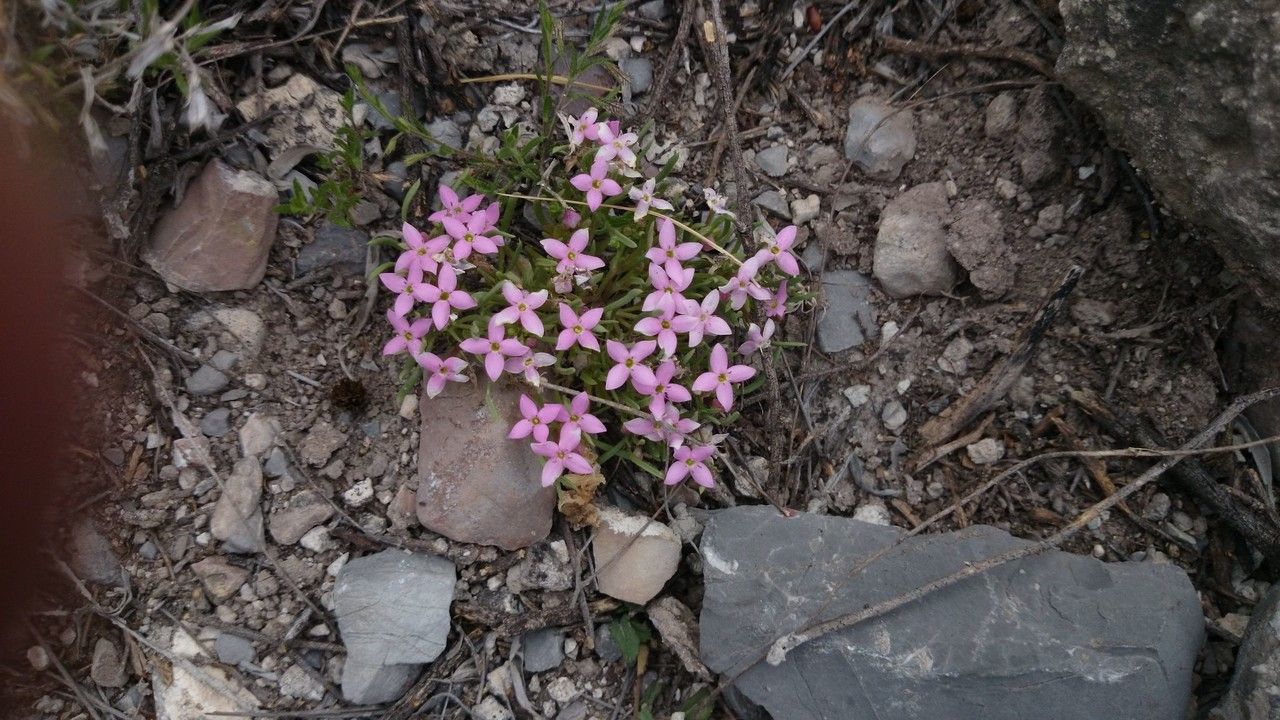 Houstonia rubra habit