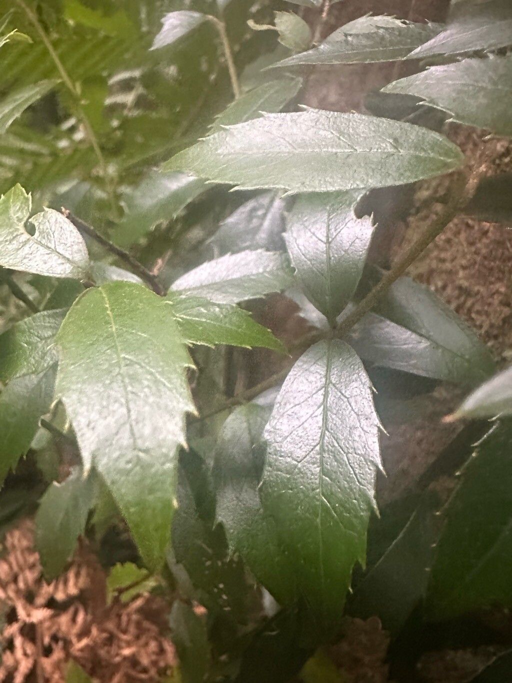 Atherosperma moschatum leaf