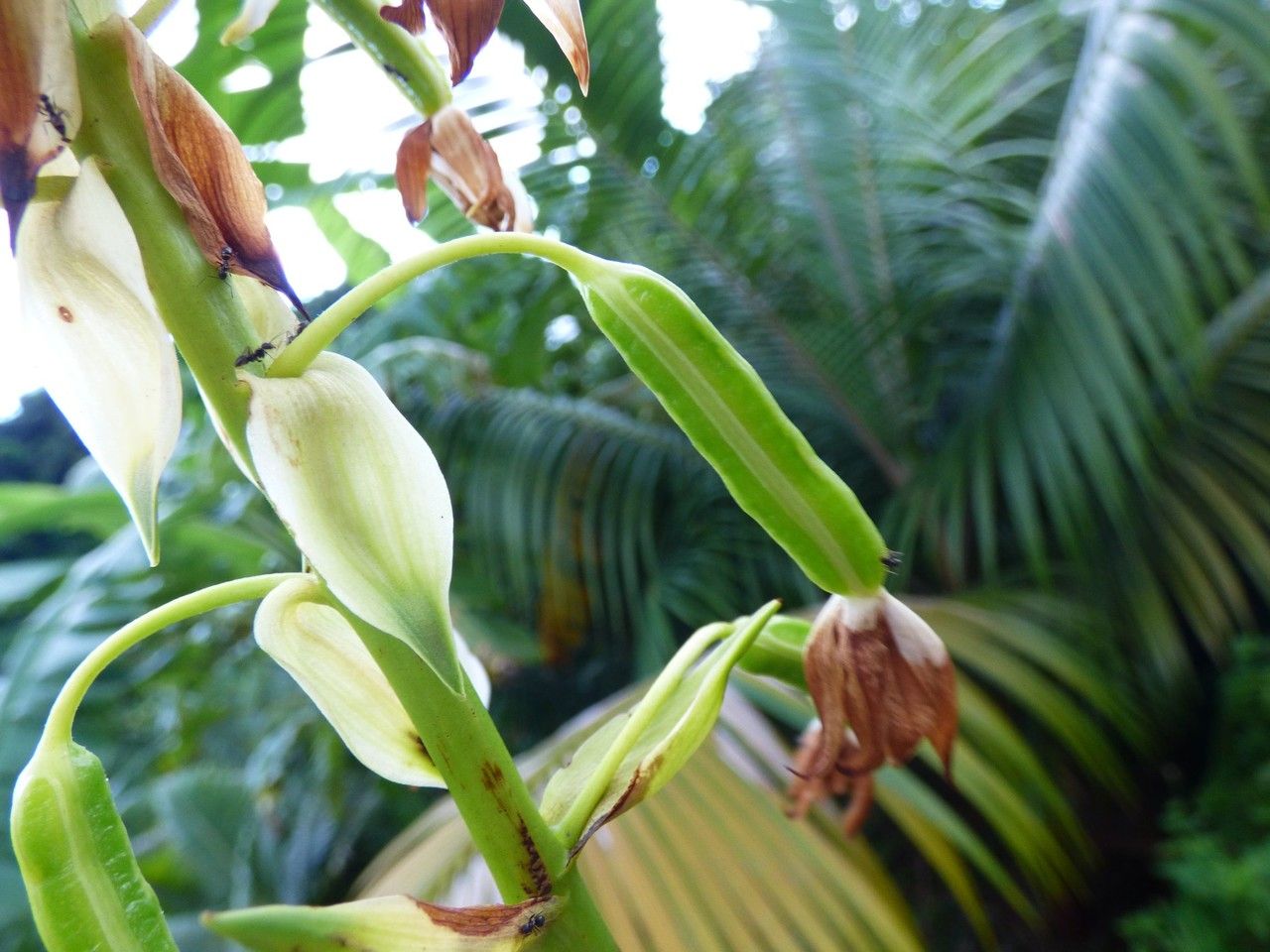 Spathoglottis plicata fruit