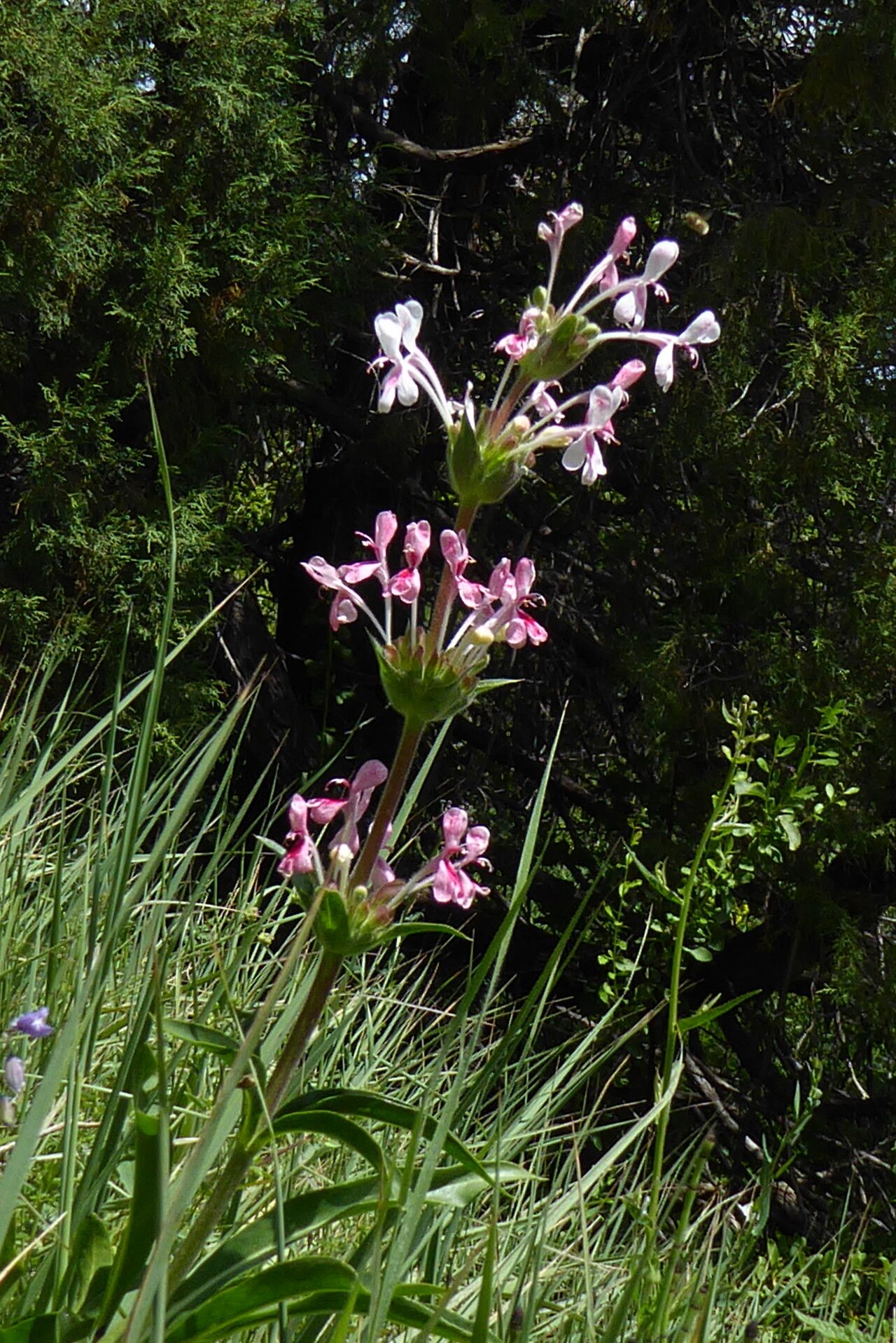 Morina kokanica flower