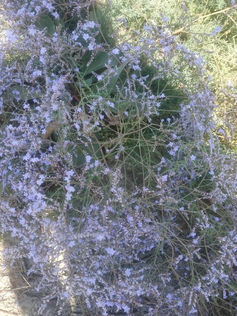 Limonium scoparium flower