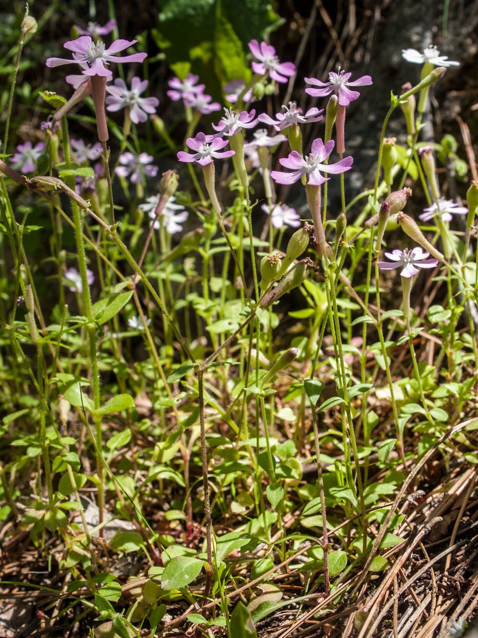 Silene fraudatrix — houseplant care guide