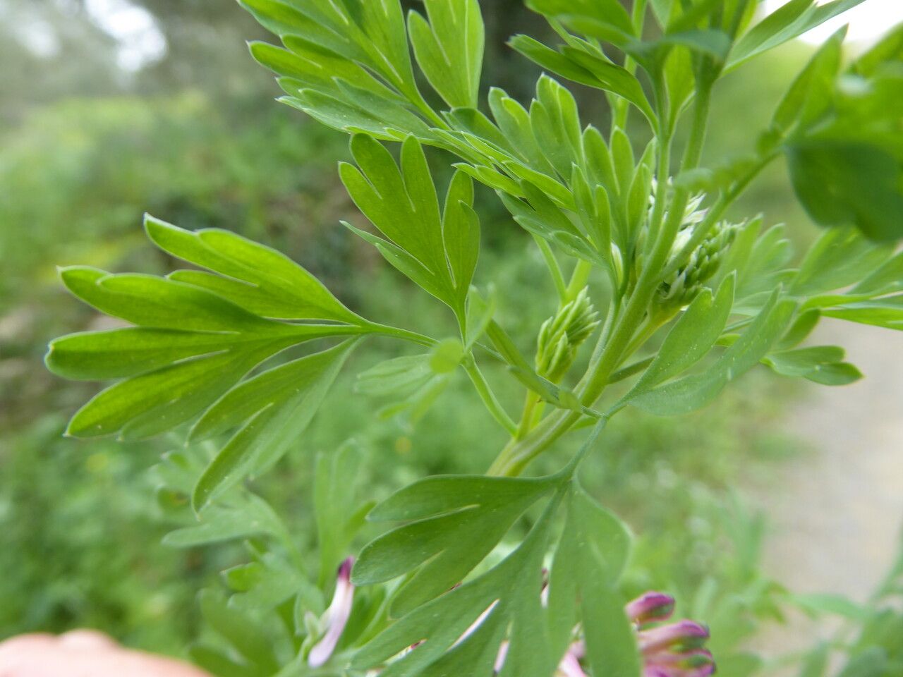 Fumaria gaillardotii — search result for 'Papaveraceae'