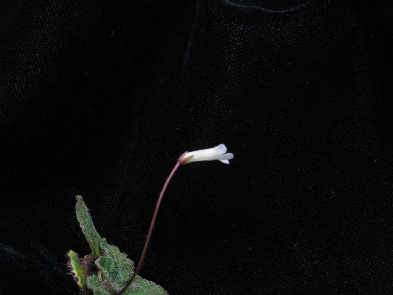 Corallodiscus lanuginosus habit