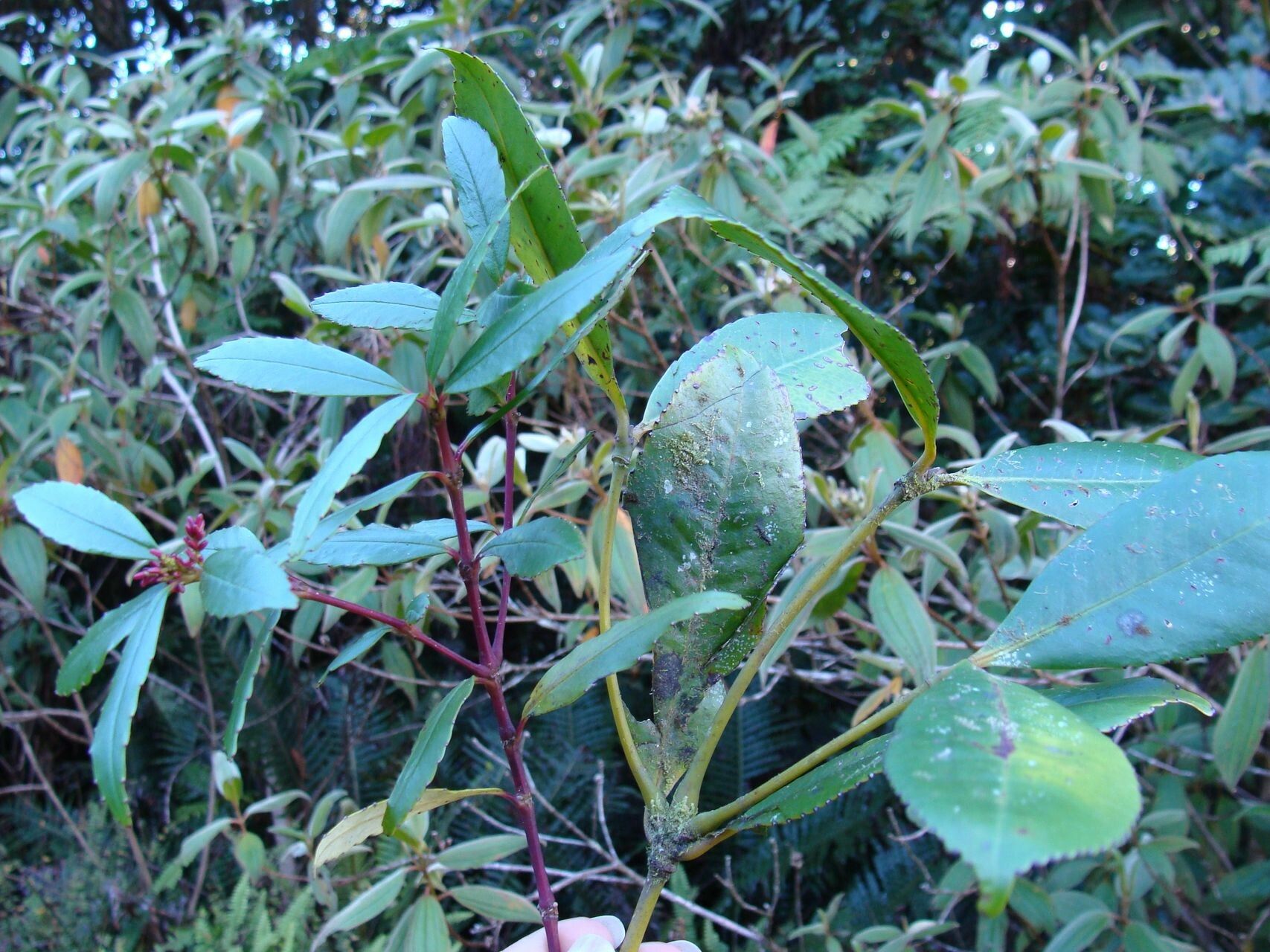 Ascarina solmsiana habit