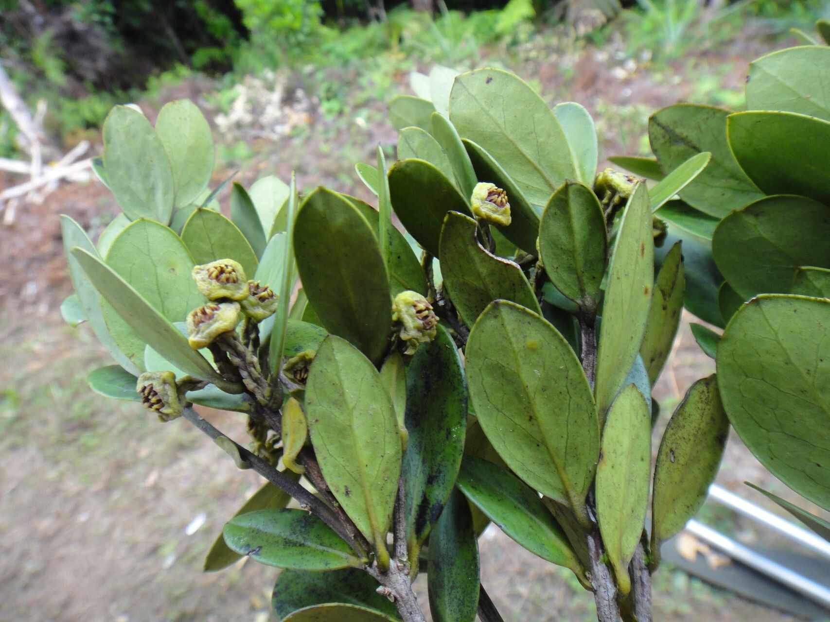 Hedycarya perbracteolata habit