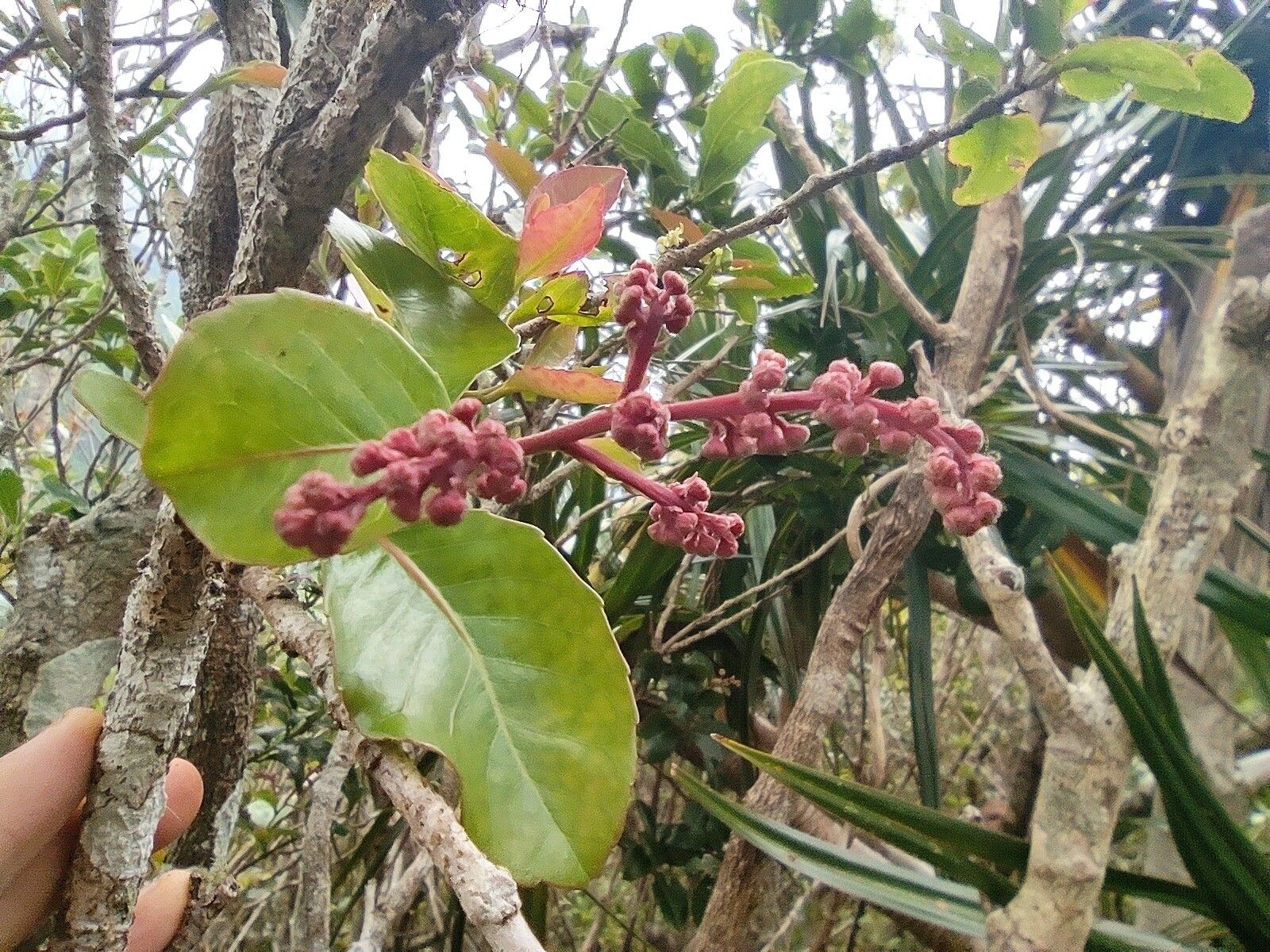 Homalium erianthum flower