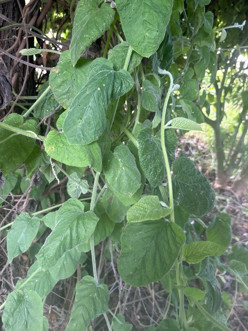 Convolvulus canariensis leaf