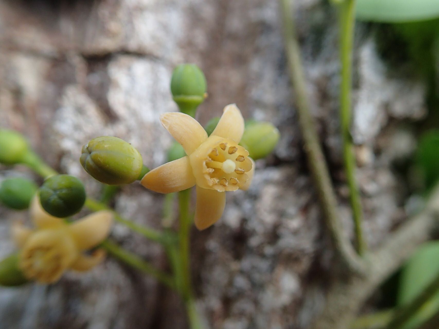 Didymocheton bijugus flower