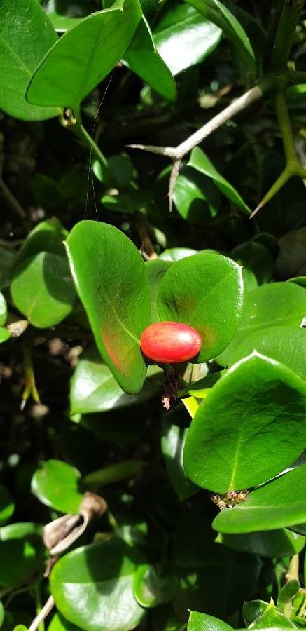 Carissa bispinosa fruit