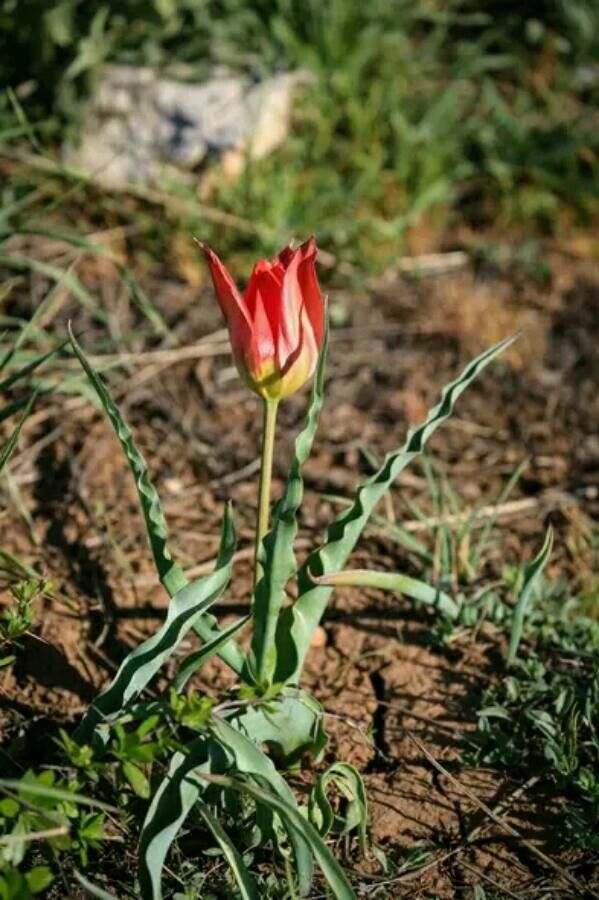 Tulipa aleppensis