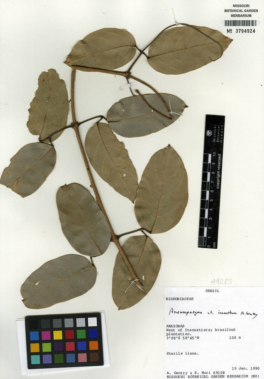 Anemopaegma ionanthum — houseplant care guide