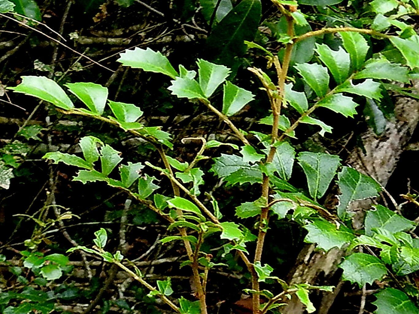 Cupaniopsis shirleyana — search result for 'Cupaniopsis'